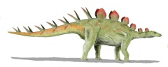 † Chialingosaurus kuani(vor etwa 163,5 bis 157,3 Millionen Jahren)